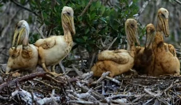 bp-oil-spill-environmental-impact bp-oil-spill-environmental-impact